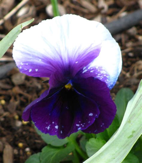 Plantfiles Pictures Viola Garden Pansy Pansy Delta Premium