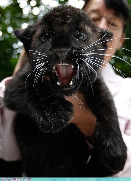 Grumpy Panther Cub Daily Squee Cute Animals Cute Baby Animals
