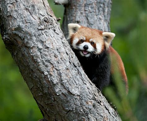 One Of My Favorite Shots This Is My Shot Of A Red Panda At The Toronto