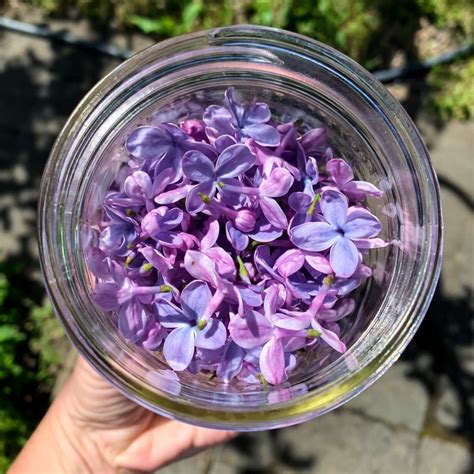 Lilac Flower Infused Honey