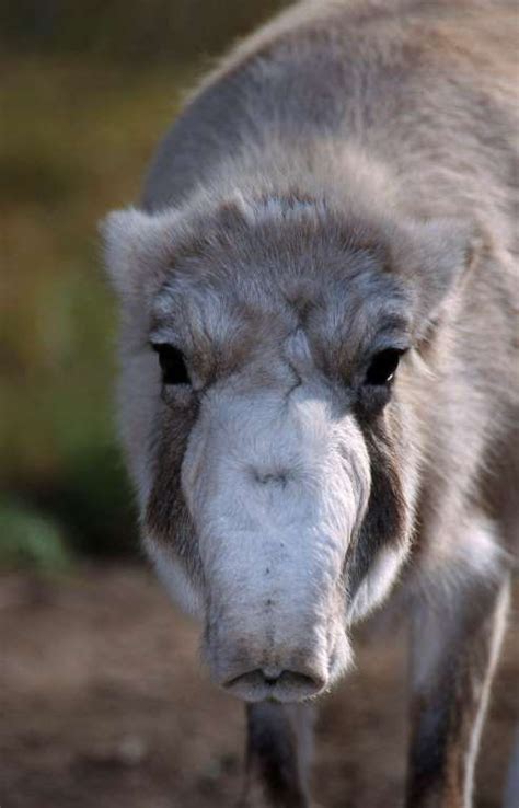 The Saiga Is A Critically Endangered Antelope That Originally Inhabited