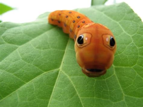 Top 10 Beautiful Caterpillar Photos Hubpages