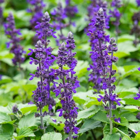 Big Blue Salvia Annual Flower Seeds From Gurney S