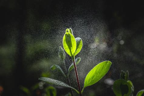 What Cause That Earthy Smell After The Rain To You