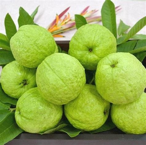 Guava Taiwan Pink Amrood Variety Fruit Air Layeredgrafted Live Plan
