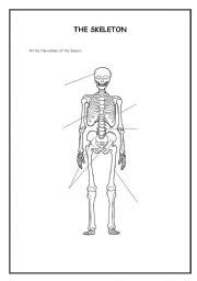 As the body matures, some of these bones gradually, fuse together to form one bone. English worksheets: The skeleton