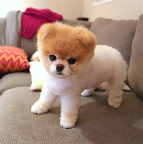 Boo The Pomeranian Once Named The Worlds Cutest Dog