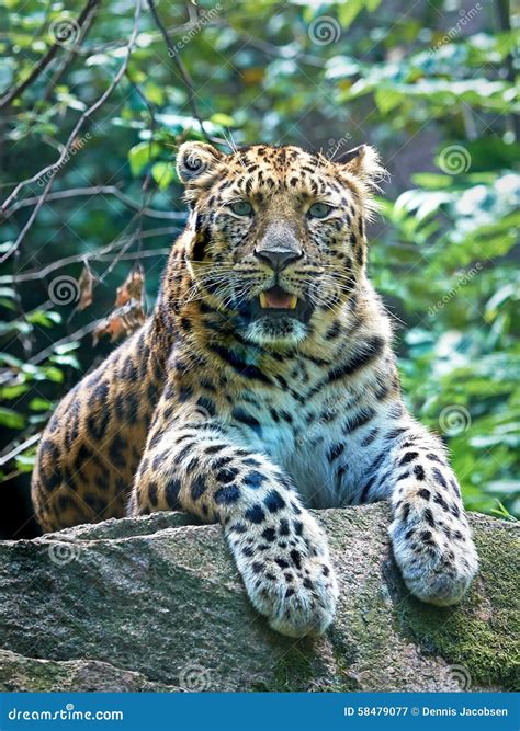 Leopardo De Amur Orientalis Del Pardus Del Panthera Imagen De Archivo