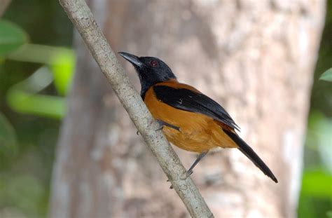Hooded Pitohui The First Documented Poisonous Bird Charismatic Planet