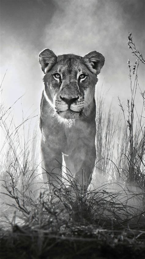 1080x1920 Lion 4k Black And White Iphone 76s6 Plus Pixel Xl One