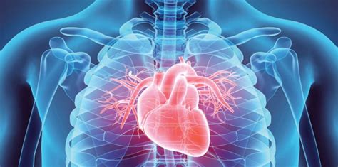 The Heart Anatomy And Physiology