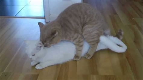 Cats Mating Youtube