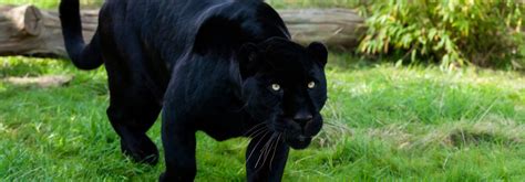 Black Jaguar Symbolism Jaguar Meaning Jaguar Totem