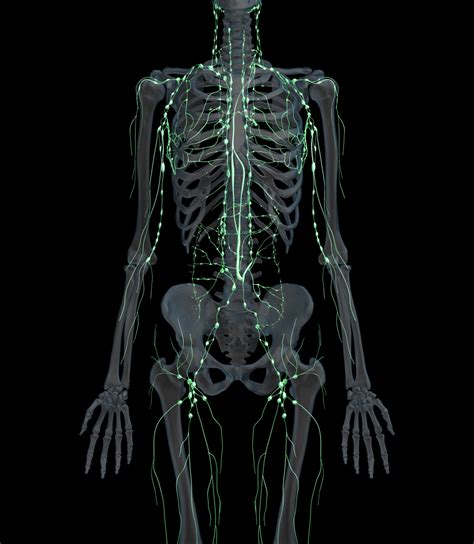 Female Human Lymph Nodes