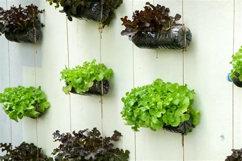 Smart Vertical Garden Ideas For Small Spaces Horticulture