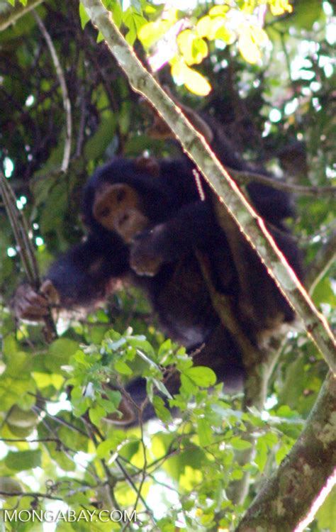 Tropical rainforests are the most productive ecosystems on earth, meaning that they convert the most energy into biomass through photosynthesis. Chimp in the tropical rainforest canopy