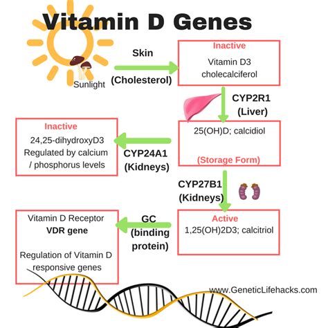 Shining Genetic Light On Your Vitamin D Levels Genetic Lifehacks