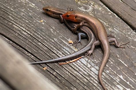 One Day At A Time Five Lined Skink
