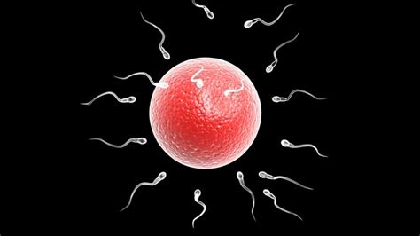 Sperm Swim Against The Current New Research Shows Empowher Womens