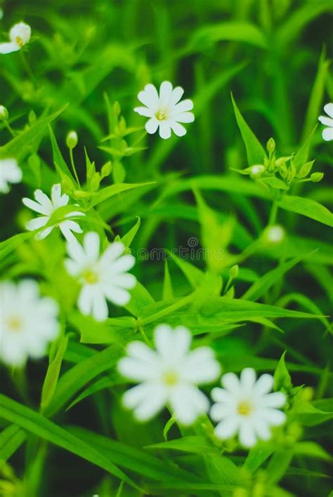 Green Grass And White Flowers Stock Image Image Of Marguerite Herbal