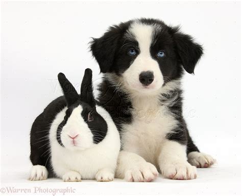 63 Cute Black And White Border Collie Puppy L2sanpiero