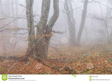 Mysterious Foggy Autumn Forestt Stock Image Image Of Light