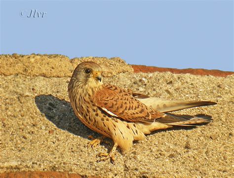 El grupo de rehabilitación de la fauna autóctona y su hábitat instala 11 cajas nido en el edificio de san juan de dios, en pleno centro de la localidad. El halcón de mi tejado: El cernícalo primilla (Falco ...