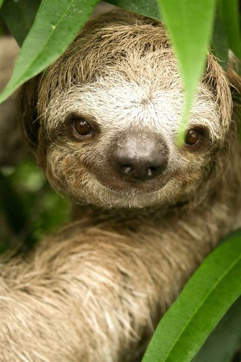 Sloth Smile Cute Awesome Fun Cute Cool Pinterest