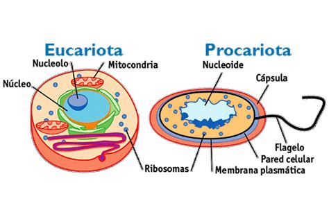 Células Procariotas Y Eucariotas Mind Map