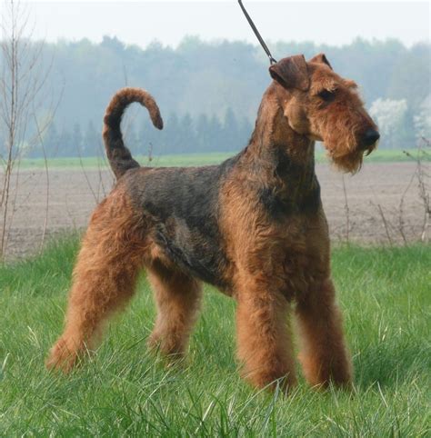 airedale terrier breed guide learn   airedale terrier