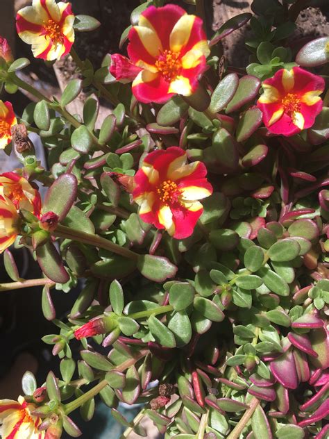 The distinctive look of a cactus is the result of trying to adapt to very hot dry areas where it was necessary to conserve water. Portulaca flower. Succulent flowers | Jardinería en ...