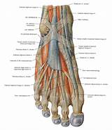 Each of these muscles is a discrete organ constructed of skeletal muscle tissue, blood vessels, tendons, and nerves. Muscles of the dorsal foot | Foot anatomy, Muscle and nerve
