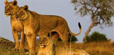 Bis jetzt haben wir noch auf jeder unserer südafrika reisen eine safari unternommen, mal in einem game reserve und dann wieder im rahmen einer selbstfahrer safari durch die nationalparks. Safari in Südafrika, Kap - Kapstadt - Tafelberg
