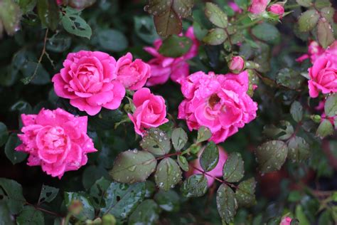 How To Grow Everblooming Roses Easy Care Knock Out Varieties