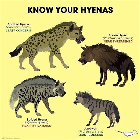 Pin By Radialv On Size Matters Hyena Animal Facts Animals Information