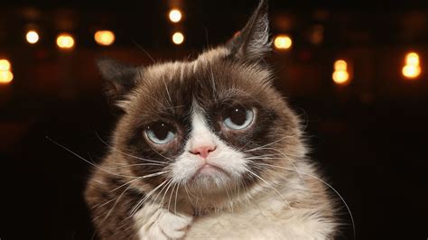 Grumpy Cat Permafrowning Internet Darling Dies At Age 7
