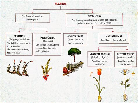 Clasificacion De Plantas