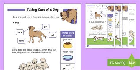 Some pet parents skip full dental checkups to avoid having their dog or cat anesthetized, even though the risk of complications is extremely low. How To Take Care of a Dog KS1 (teacher made)