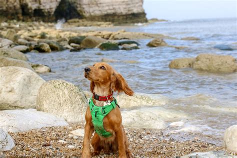 Our Top 10 Dog Friendly Beaches in Yorkshire – woofwagwalk.co.uk