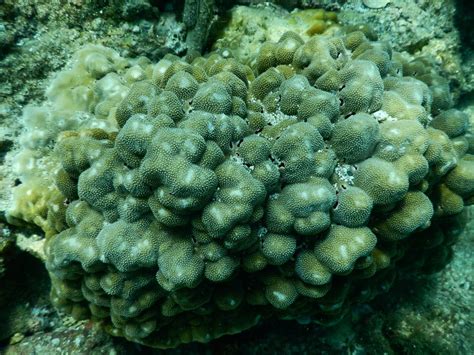 Surviving El Nino Corals At Coiba Island The Fish Site