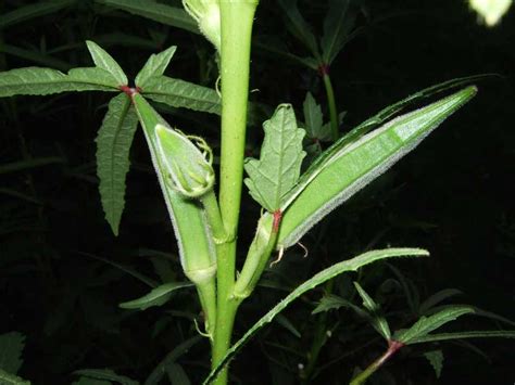 How lady finger is effective for various diseases is listed in repertory format. Okra - Lady's Fingers | Nature, Cultural, and Travel Photography Blog