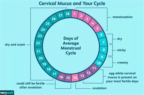 Cervical Mucus For Fertility And Conception
