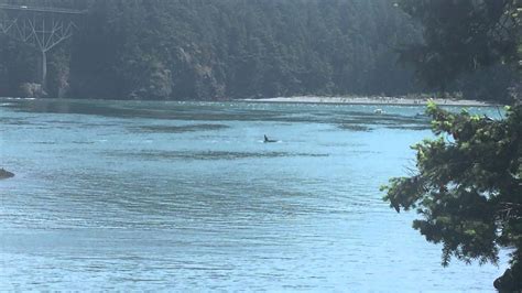 Orca Whales Near Deception Pass Rosario Washington State Youtube