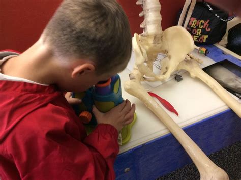 Skeleton Science In Kindergarten — Kindergarten Kiosk