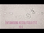 Entamoeba Histolytica cyst under microscope at 40X. - YouTube