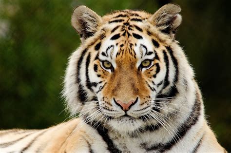 Tiger Facts History Useful Information And Amazing Pictures