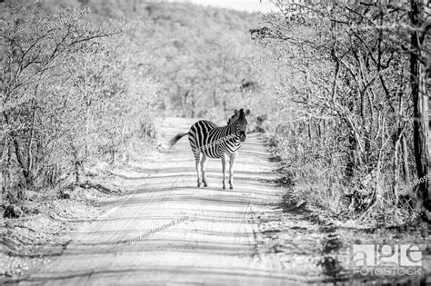 Zebra Standing In The Middle Of A Bush Road In Black And White In The