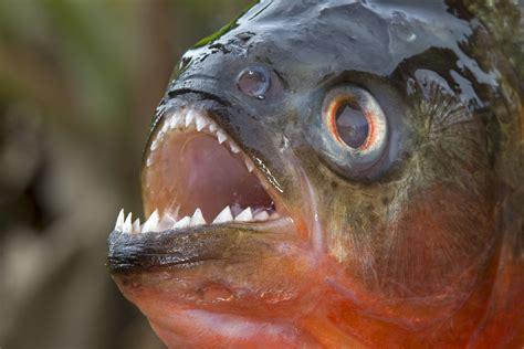 12 Piranha Facts To Sink Your Teeth Into