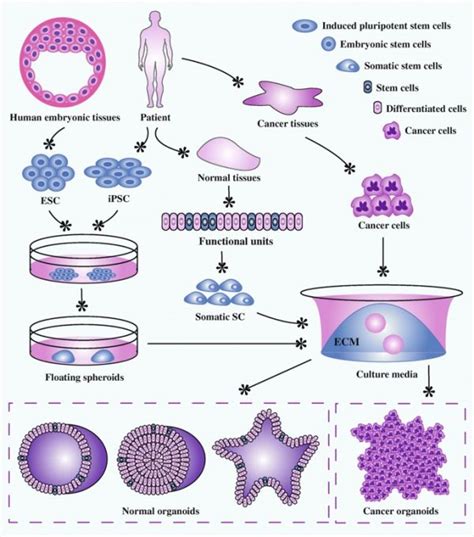 Organoids Embryology