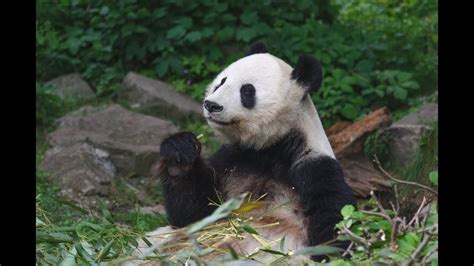 Baby Giant Pandas Eating Bamboo